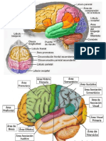 CEREBRO