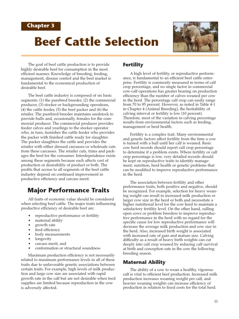 Beef Cattle Selection for Optimal Production | PDF | Calf | Cattle