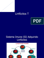 linfocito T