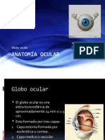 Anatomía Ocular Globo Ocular