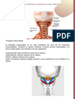 A-005 Anatomia C