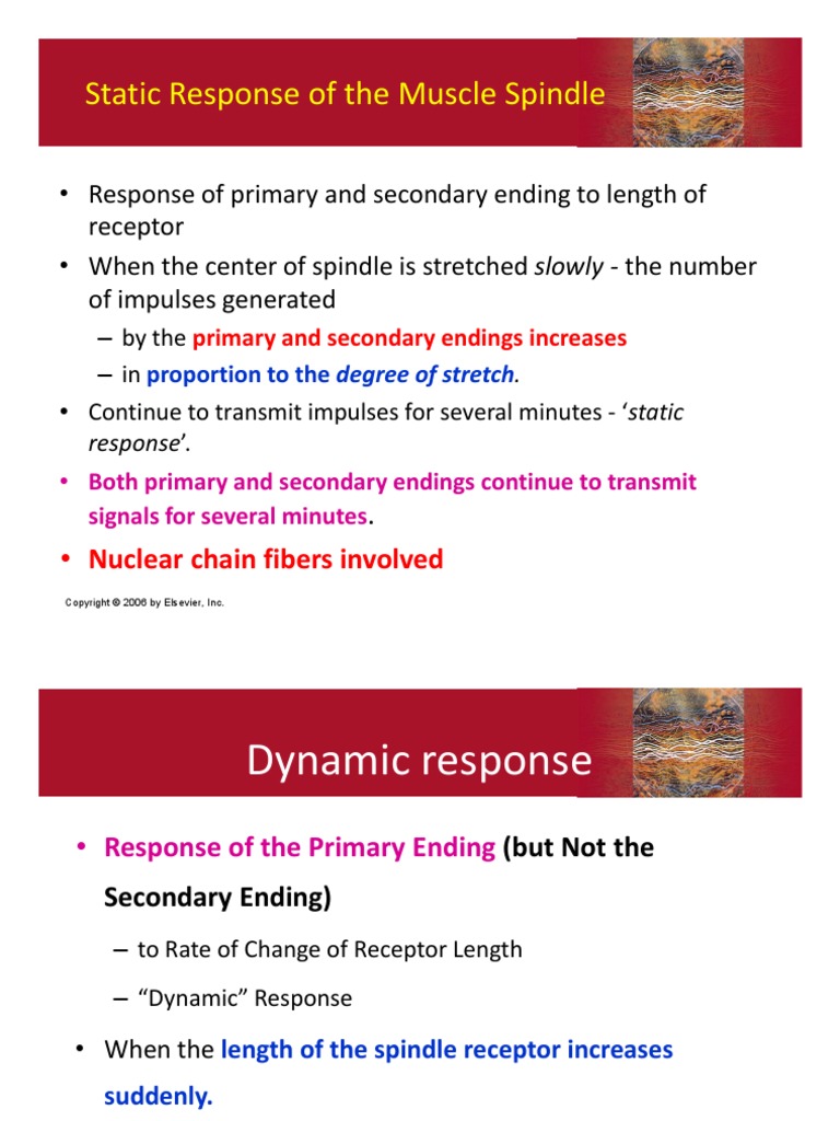 Static Response of The Muscle Spindle PDF Motor Neuron Physiology