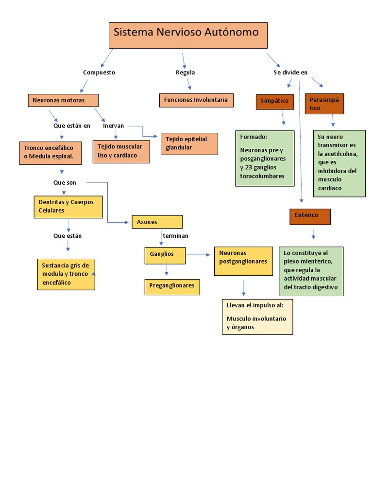 Mapa Conceptual Sistema Autónomo | PDF | Sistema nervioso | Biología