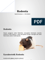 Mamalogi - Rodentia - Naufal Sebastian A - 4411416052
