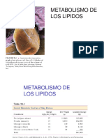 Metabolismo Lipidos2