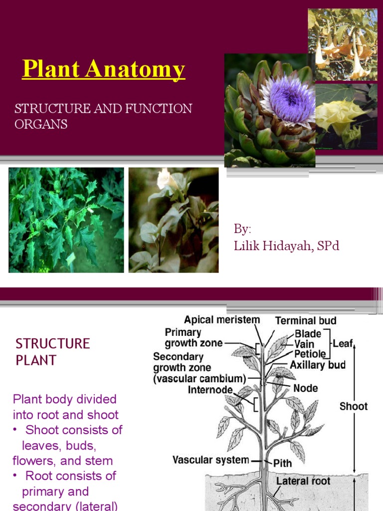 Plant Anatomi-Plant Organs | PDF | Plant Stem | Leaf