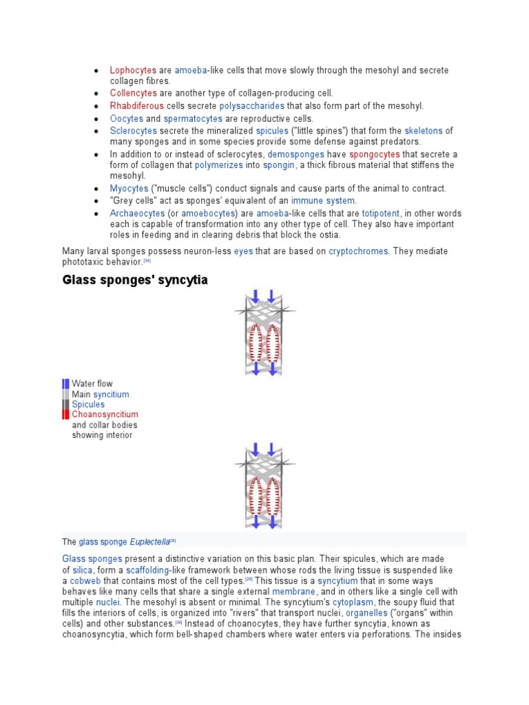 Glass Sponges' Syncytia: Lophocytes Collencytes Rhabdiferous | PDF ...
