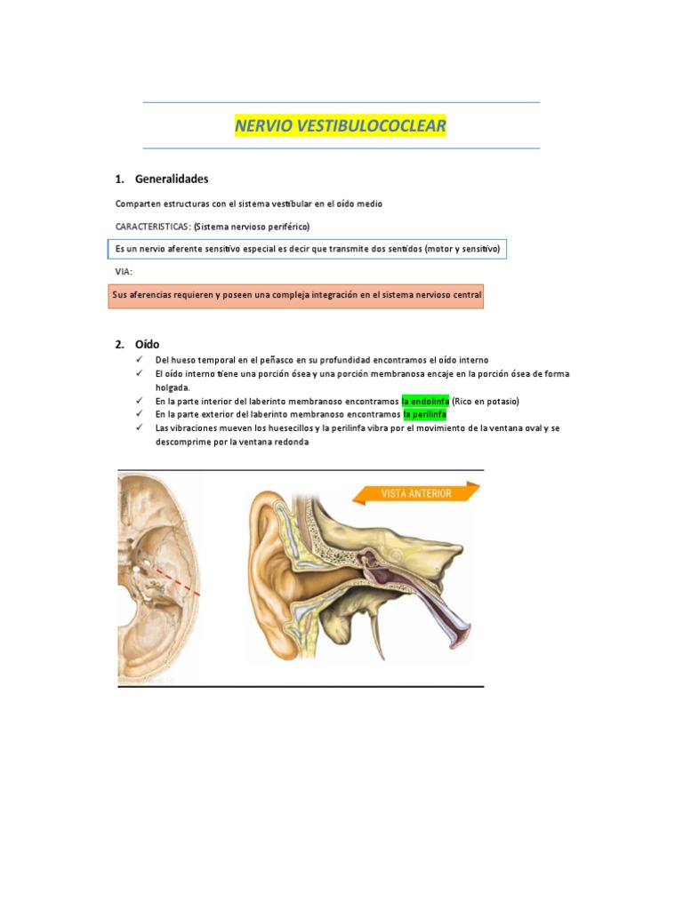 Funciones del Nervio Vestibulococlear | PDF | Oído | Escuchando