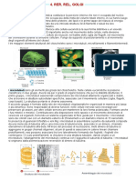 4. RER REL Golgi(1)