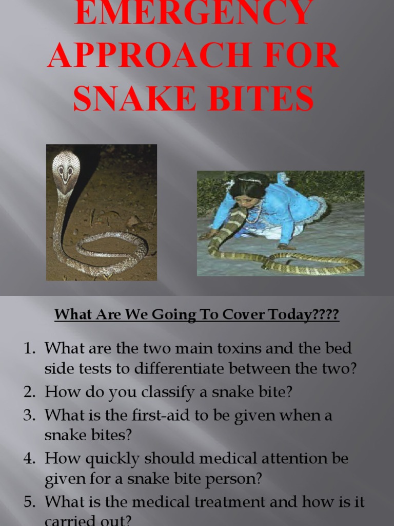 First Aid & Management of Snake Bites PDF Snake Medical Specialties