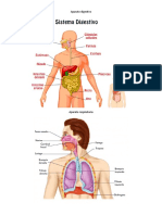 Aparato digestivo  Aparato respiratorio sistema nervioso sistema endocrino