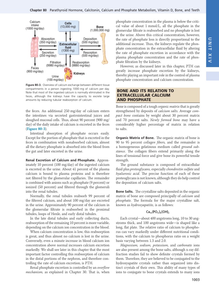 Chapter 80 Parathyroid Hormone, Calcitonin, Calcium and Phosphate ...