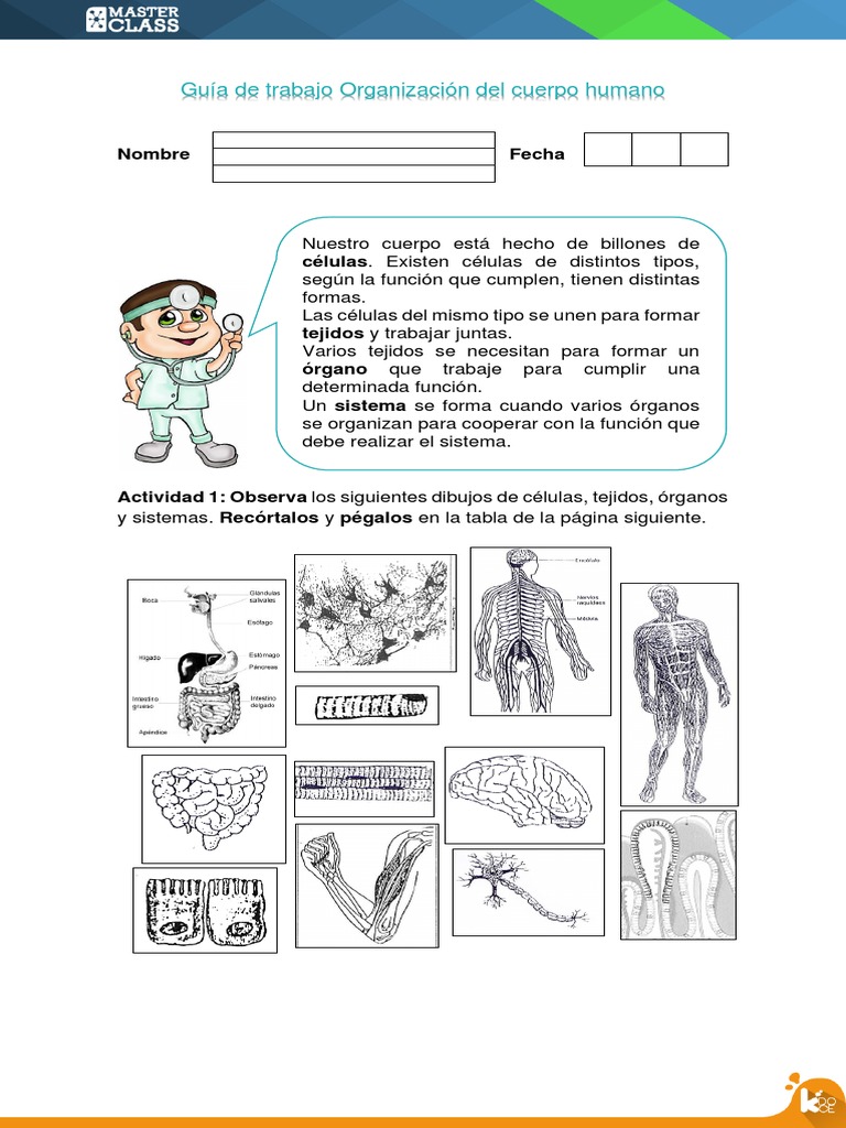 Guia de Trabajo Organizacion Del Cuerpo Humano | PDF
