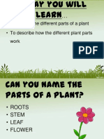 To Identify The Different Parts of A Plant - To Describe How The Different Plant Parts Work