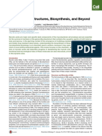 Review: Mycolic Acids: Structures, Biosynthesis, and Beyond