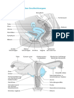 Klinikleitfaden Gyn 228 Kologie Geburtshilfe