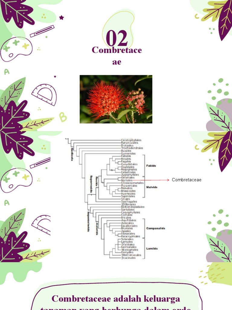 Klasifikasi dan Manfaat Combretaceae | PDF | Griya & Taman