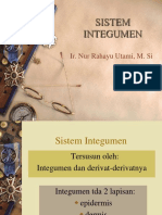 STH Integumen