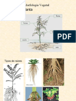 Breve Revisão - Morfologia Vegetal