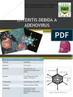 Enteritis Debida A Adenovirus