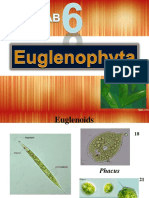 Bab 6. Euglenophyta