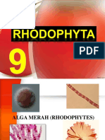 Bab 9. Rhodophyta