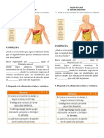 Taller de Clase Sistema Digestivo