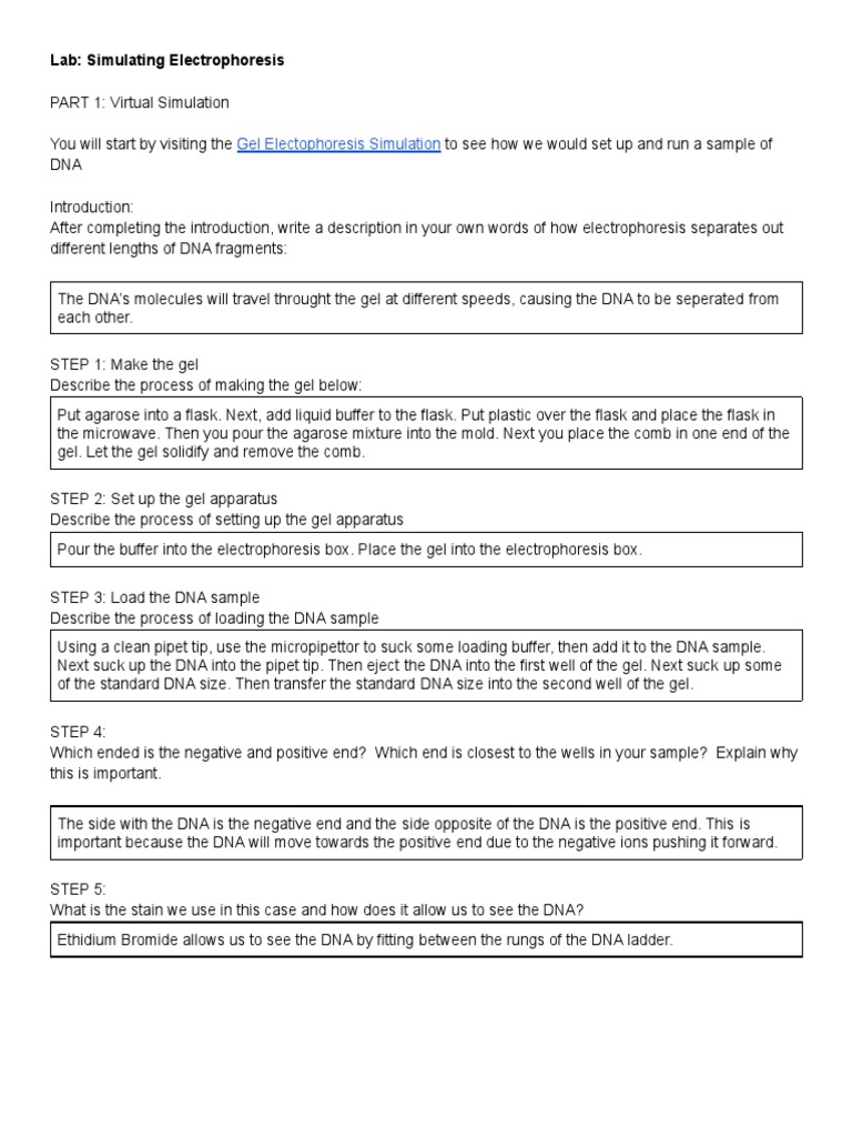 Gel Electophoresis Simulation Lab Simulating Electrophoresis PDF Gel Electrophoresis
