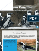 Za2 T 17 African Penguins Help Save An Endangered Species Powerpoint - Ver - 3