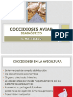 Coccidiosis Aviar