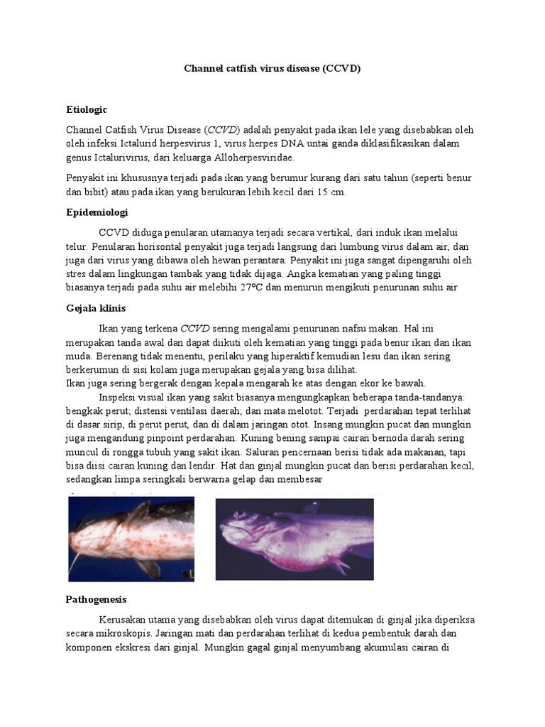 Penyakit Virus Ikan Lele (CCVD) | PDF | Pengembangan Diri | Kesehatan ...