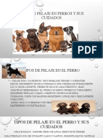 Tipos de Pelaje en Perros