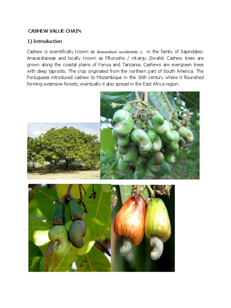 Mozambican cashew production is growing dramatically, image size:768x1024
