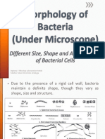 Morfologi Bakteri Secara Mikroskopis V