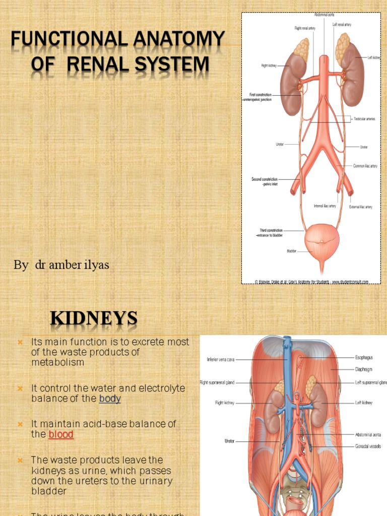 Functional Anatomy of Renal System: by DR Amber Ilyas Biology Diagrams