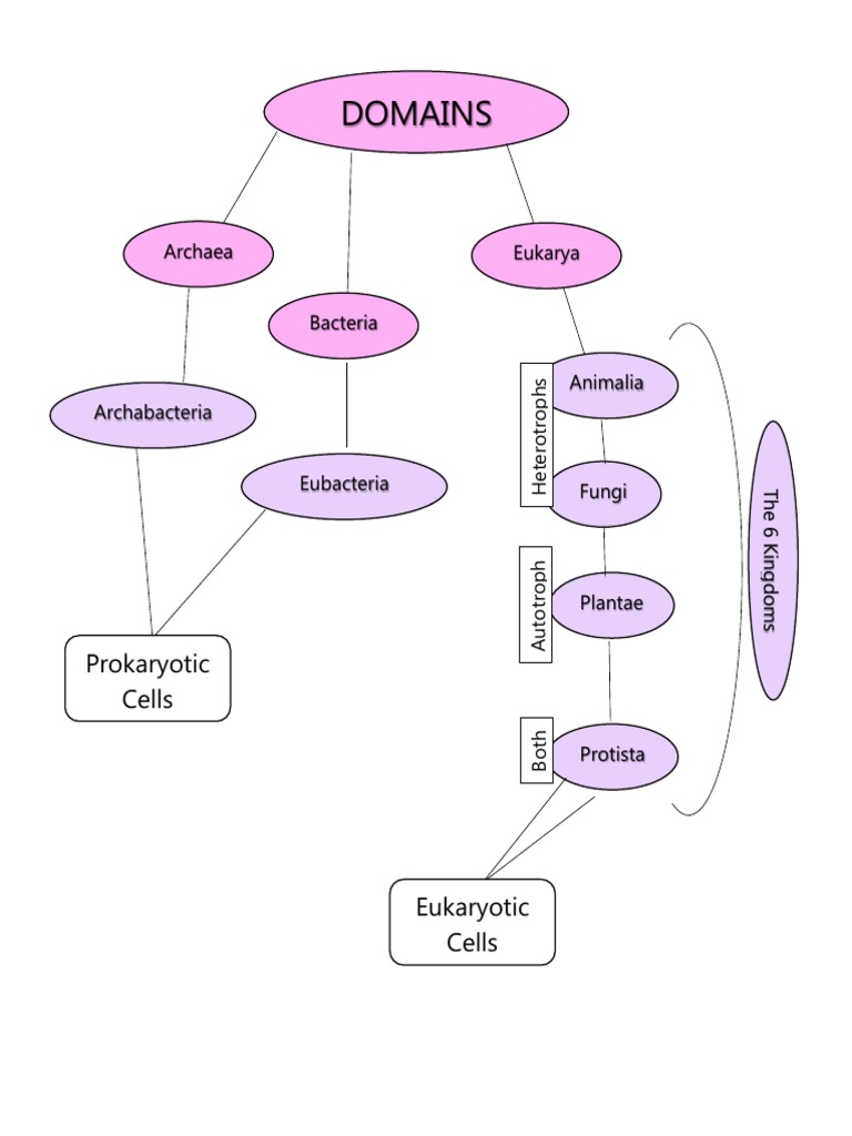 Domains Notes | PDF | Eukaryotes | Organisms