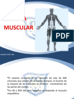 Sistema-Muscular