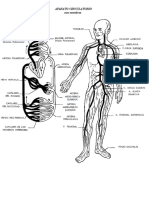 Aparato Circulatorio