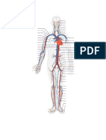 Aparato Circulatorio Sin Nombres