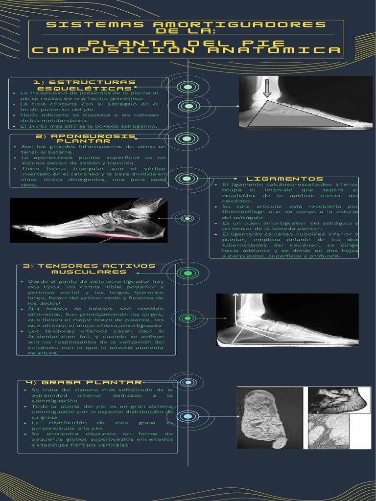 Anatomía y Funciones del Pie | PDF | Pie | Sistema musculoesquelético