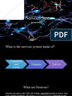Nervous System Review Notes - Neurons, CNS, PNS, Reflex Actions