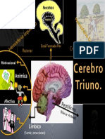 Cerebro Triuno