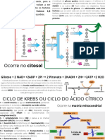 Resumo Respiração Celular