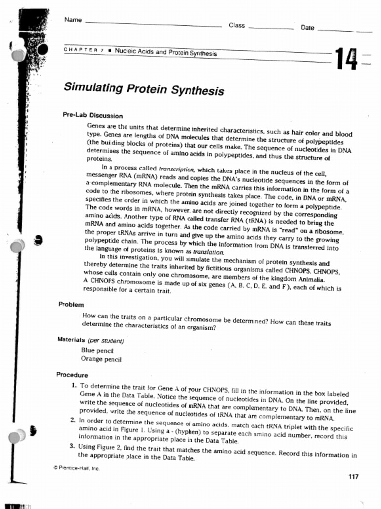 Simulating Protein Synthesis - Key | PDF