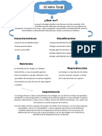 El reino fungi: características y funciones clave