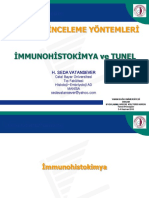 İmmunohistokimya Ve TUNEL (1)