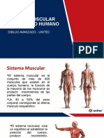 Músculos Del Cuerpo Humano