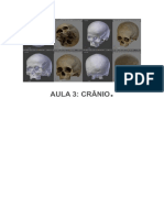 Anatomia Do Crânio