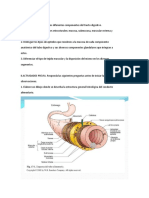 Estructura histológica del tracto digestivo