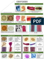 Cestodes Trematodes